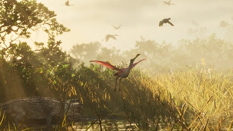 A roseate spoonbill takes off over the wetland grass at dawn
