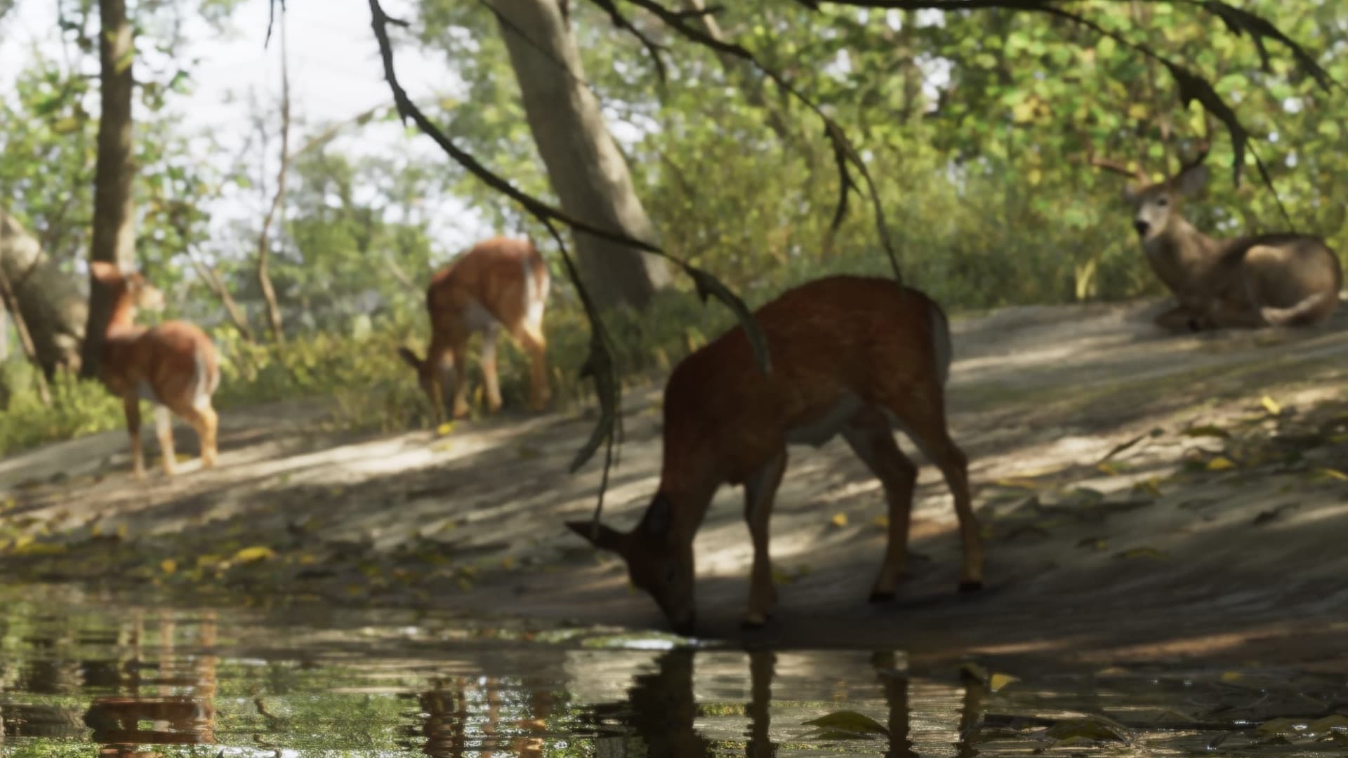 White-tailed deer on a forest creek bank, one drinking